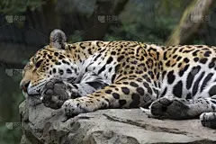 美洲虎,秘密行动,岩石,撒谎者,伯利兹,野生动物,肖像,猫科动物,哺乳纲,动物