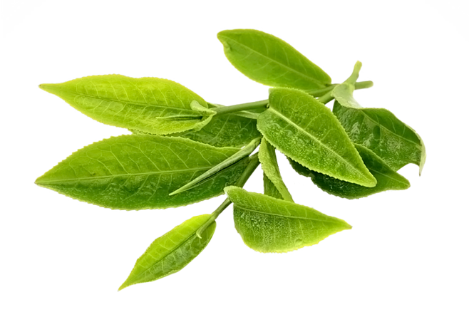 绿茶 茶叶PNG