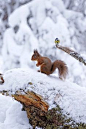 Red squirrel and blue tit in snow, Rothiemurchus Forest near Aviemore, Scotland