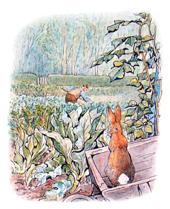 zxytc007采集到波特女士Helen Beatrix Potter