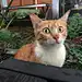 猫宁斯基