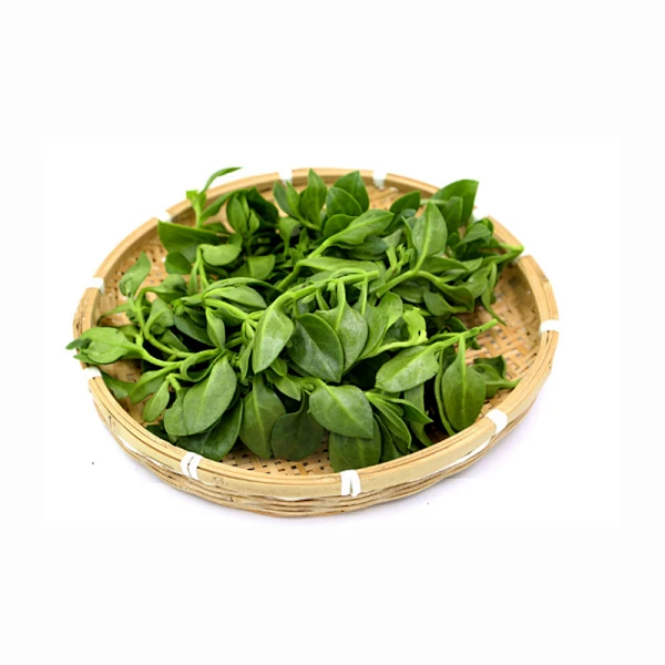 田七叶 山漆野菜新鲜穿心莲三七叶 500g【价格、品牌、报价】-1号店-花瓣网