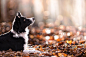 General 2048x1358 dog animals depth of field nature leaves fall