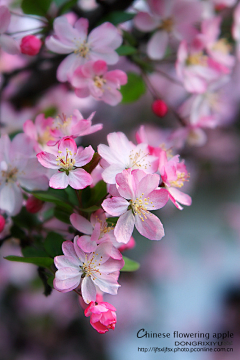 苹果★★采集到花