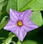 茄子花