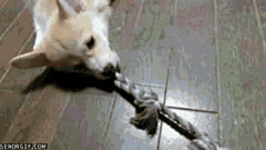 安安可采集到Pets
