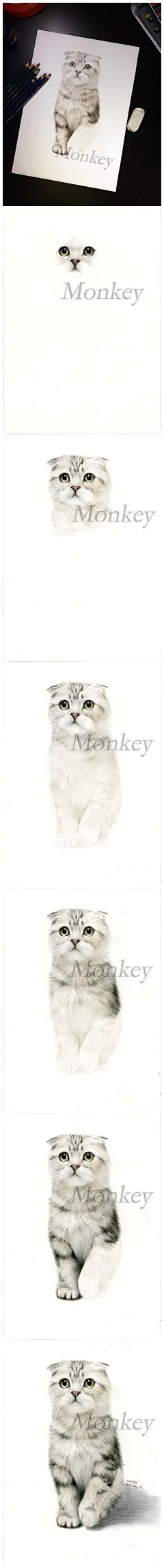 苏格兰折耳猫步骤图#手绘##教程##插画##彩铅#