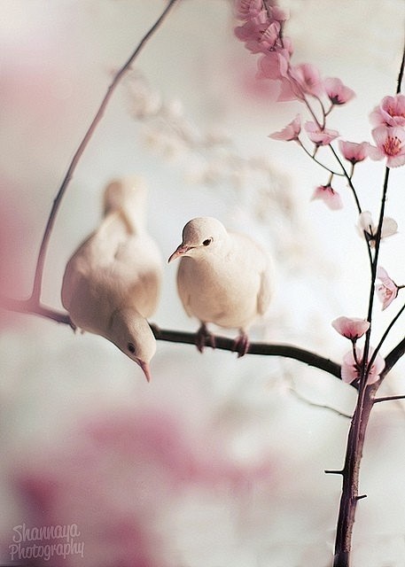 Doves & Cherry Bloss...