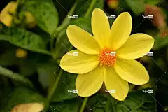 大丽花 花卉背景 花 植物学 花壁纸 盛开 开花 自然 秋天