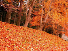 douweiwei采集到秋季素材