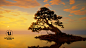 Pine trees