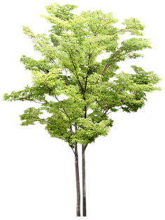 ps植物素材