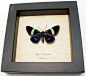 Milionia Delicatula | Real Butterfly Gifts Framed Butterflies and Insect Displays