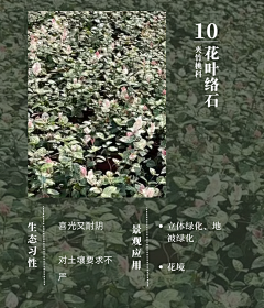 风满楼LY采集到地被草花