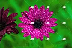 花 花瓣 露 花卉背景 滴 自然 美丽的花朵 雌蕊 花壁纸