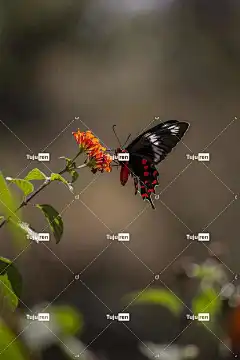 红宝石斑燕尾 蝴蝶 昆虫 花 翅膀 植物 花园 花壁纸 自然