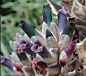 Chagualillo (Puya coerulea)
