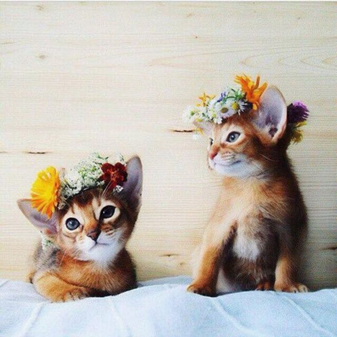 Two Spring Kittens: 