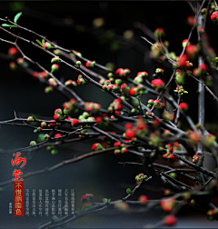 长臂猿19采集到【微元素】照片-花鸟鱼宠