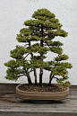 Bonsai Stock #9 by Noireuse on DeviantArt