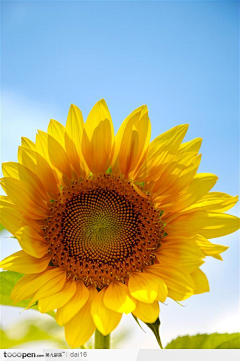 fiona1005采集到正能量之花向日葵