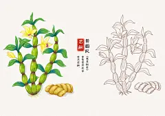 石斛草药插画