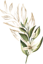 春季唯美水彩手绘鲜花植物花卉叶子请柬海报装饰免抠PNG图案素材 (38)