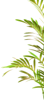 叶子树叶png (131)