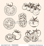hand drawn tomato vector