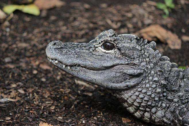 扬子鳄，Alligator sinensis （Fauvel,1879），古代被称作鼍（tuó）