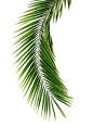 植物树叶素材  PNG