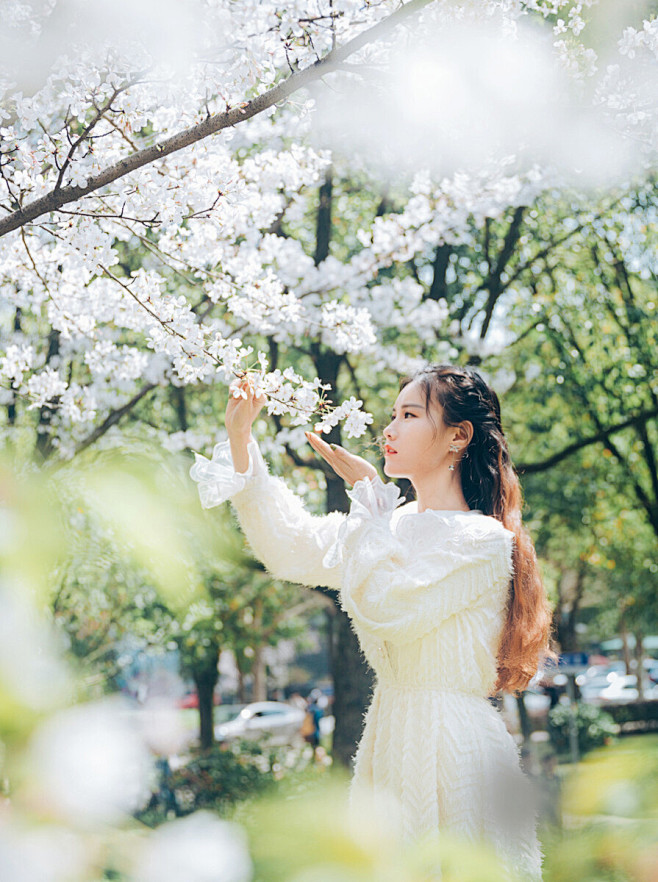 樱花樱花想见你 - 若水子木1064 -...