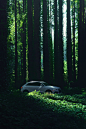 Audi Q3 in a Redwood Forest : Audi Q3 in a Redwood Forest. Photographed for Audi USA social media channels.