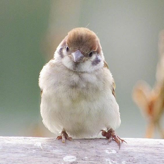 萌
