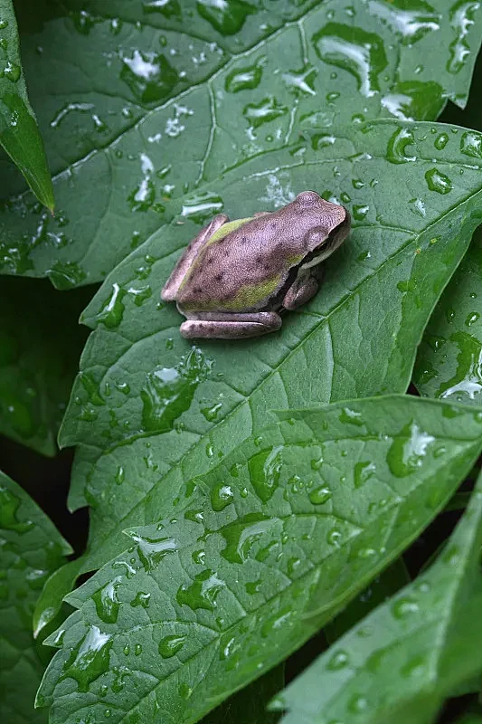 下雨 园林图片—正版下雨 园林图片_高清...