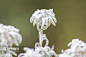 雪绒花 - 搜索结果 - 图虫创意-全球领先正版素材库-Adobe Stock中国区战略合作伙伴
- - - - - - - - - - - - - -
 ——→ 【 率叶插件，让您的花瓣网更好用！】> https://lvyex.com