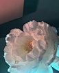 花儿 | a.p. bio ​​​​ - 观念摄影 - CNU视觉联盟