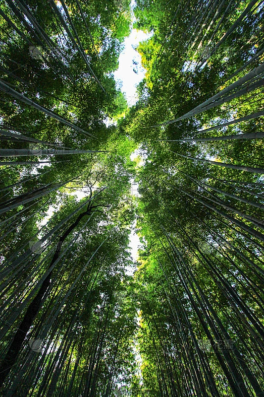 竹树与天空的背景图片_天空图片图片素材-花瓣网