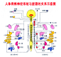 阴阳五行学说的搜索结果_百度图片搜索