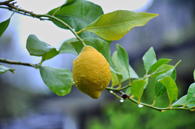 lemontreebypetarivanovon500px