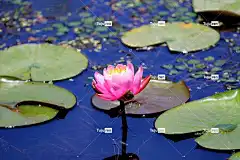 莲花 莲花池 美丽的花朵 花 粉红色的花 花卉背景 盛开 花壁纸
