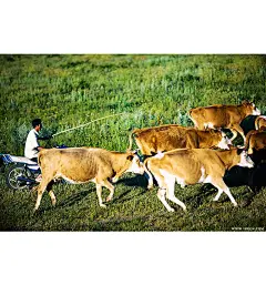 情迷扎鲁特_内蒙古_黄河上下_光影天下_数码生存-小林的摄影设计手绘文字