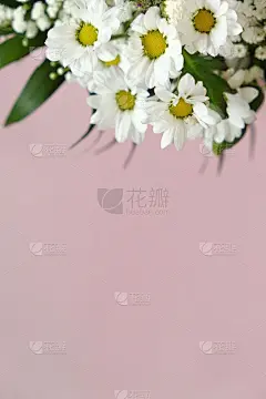 洋甘菊花卉。白色雏菊特写在粉红色的背景上。鲜花贺卡空白。本空间