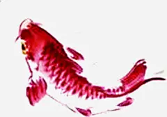 水彩手绘红色鲤鱼造型高清素材 水彩 红色 造型 鲤鱼 免抠png 设计图片 免费下载