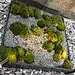 植物墙 苔藓墙 室内酒店空间 屏风设计 垂直绿化 立体绿化 
项目地：万豪酒店
来源：深圳市润城生态环境股份有限公司