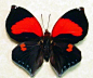 Siderone thebias The Red Heart I Love You Butterfly from Peru Beautiful Archival Conservation Display