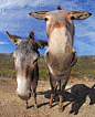 斯瓦特山地区的两头驴子，表情非常搞怪~~~