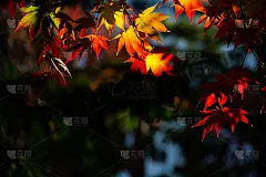 枫叶在秋天的阳光下闪闪发光