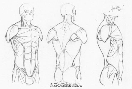 【绘画教材】男性女性人体结构的对比和学习...
