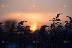 色彩缤纷的自然日落或日出背景。黄昏时分，草地上的树枝和树叶的剪影。黄昏美丽的风景壁纸。晚上自然背景。